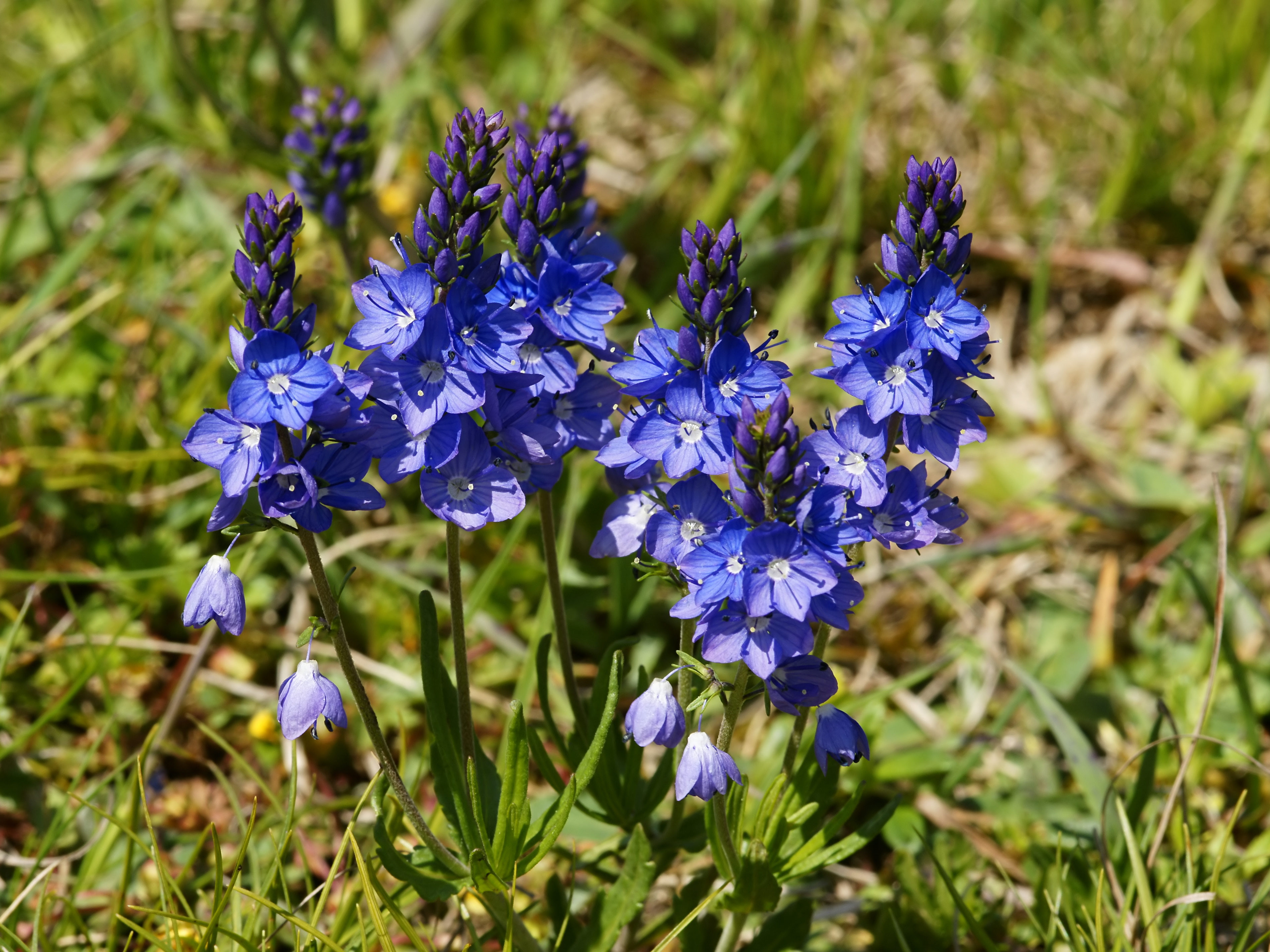 سیزاب خزنده